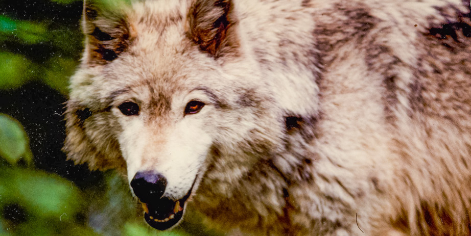 Wolves of Minnesota Forest History Center