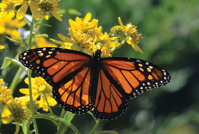 A monarch butterfly with wings open on a yellow flower, from above.