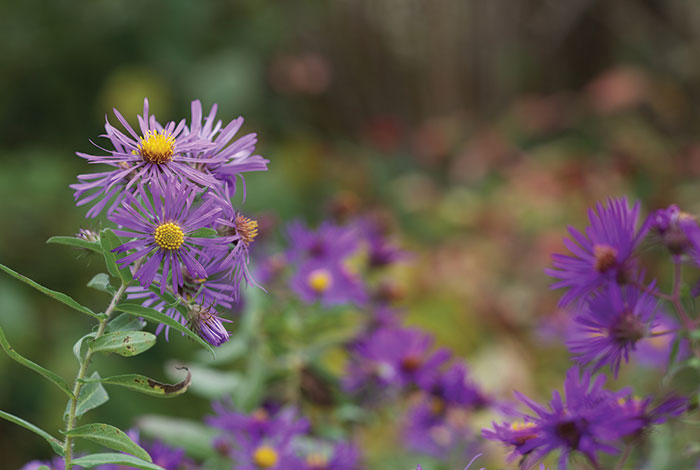 Purple daisy-like flowers.