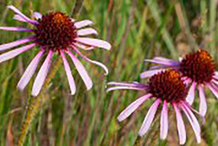 Flowers with a large center and narrow, pink petals.