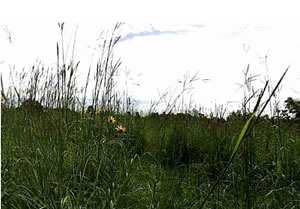Photo of present-day prairie in Minnesota