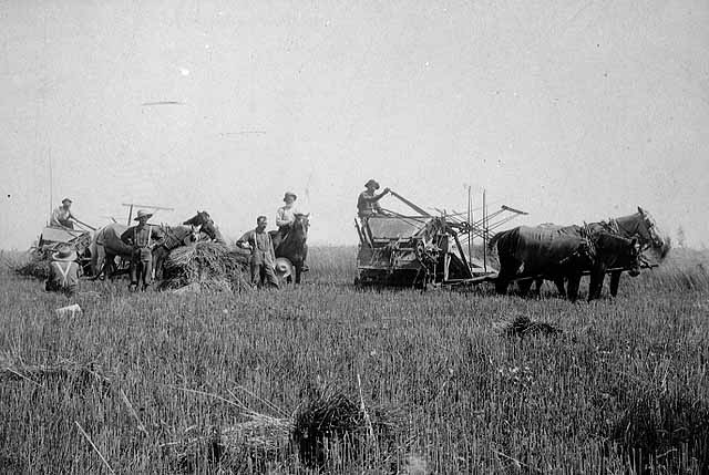 Photo of a small crew binding grain, 1891.