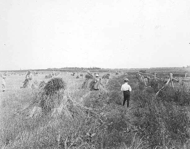 Photo of children in a wheat field.