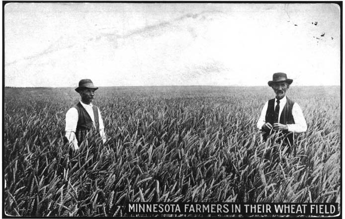 Postcard of two men standing chest-high in a wheat field.