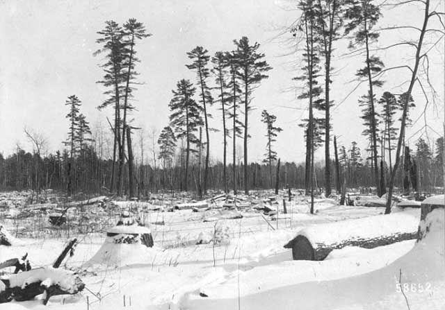 Photo of cutover forest