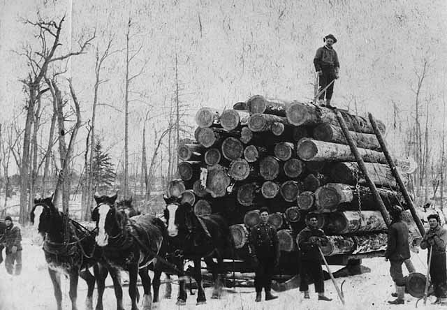Photo of crew and horses loading logs onto a sled, 1900.
