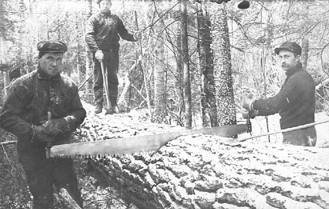 Photo of two men using a cross-cut saw on a fallen tree, a third man stands on the tree holding an axe and a tree branch that he removed, 1905.