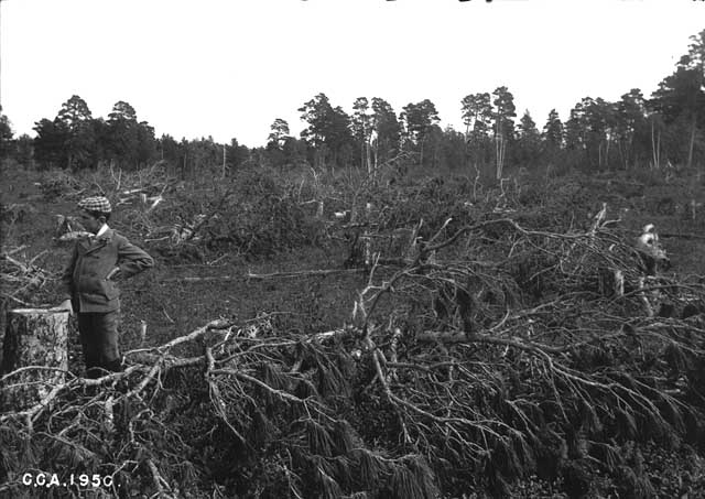 Photo of boy standing in the midst of stumps and branches left behind after logging.