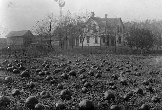 Photo of a pumpkin patch, c. 1910.