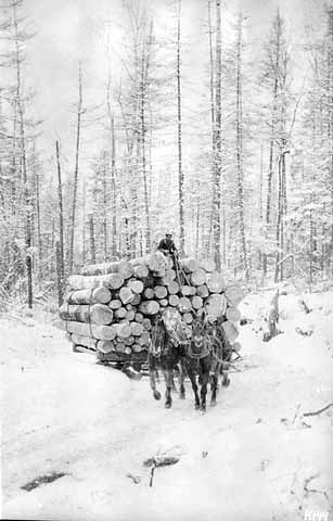Photo of a teamster sitting on a pile of logs atop a sled, two horses pull the sled, 1900.