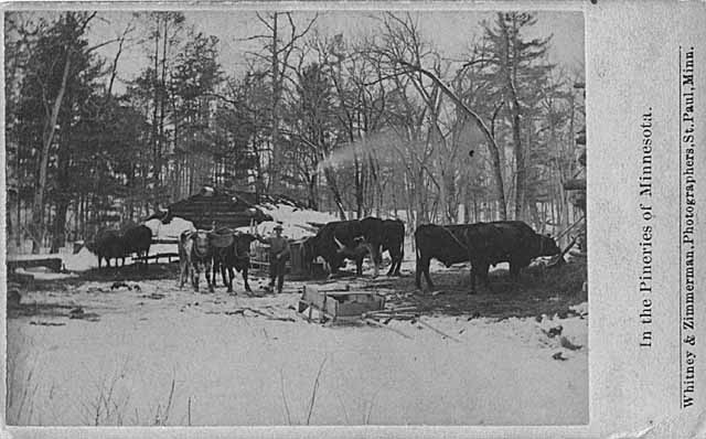 Postcard of oxen eating outside of the stables at Minnesota lumber camp, 1870.