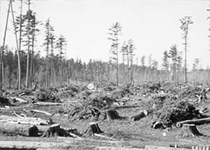 Photo of stumps, limbs, and other debris in a cutover field of pine.