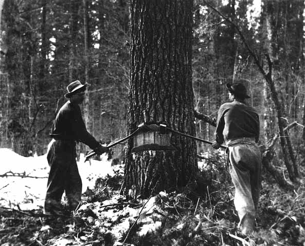 Photo of undercutters chopping into a tree in winter.