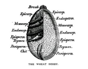 Cutaway diagram of a wheat berry indicating its layers.