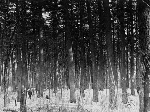 Photo of standing pines, 1901.