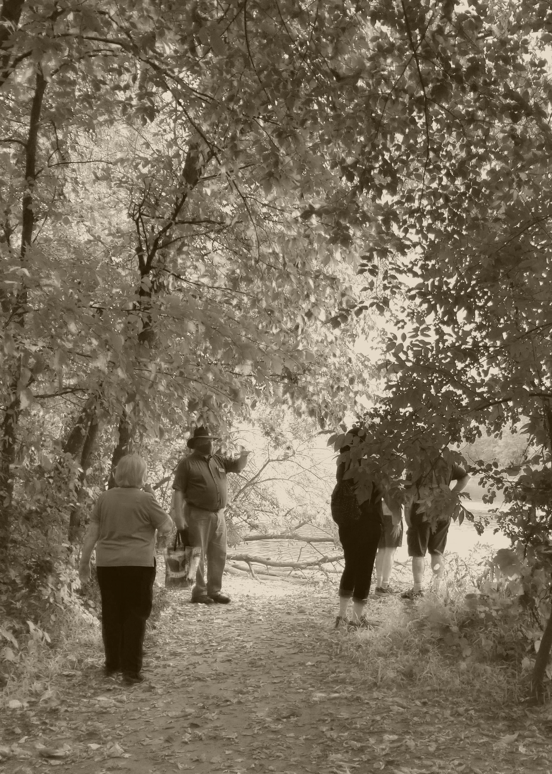 Sepia-toned image of a tour in the woods