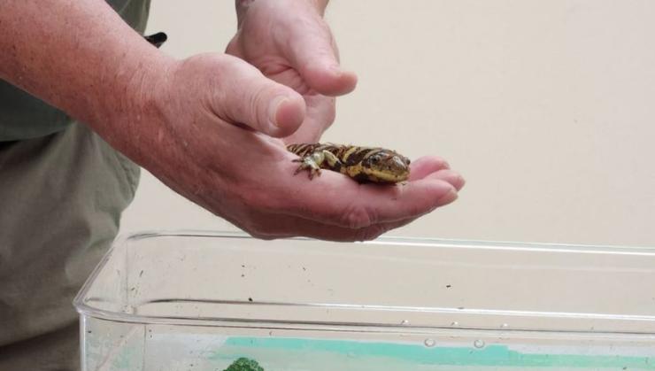 Aviator's Amphibians at the Charles Lindbergh House and Museum